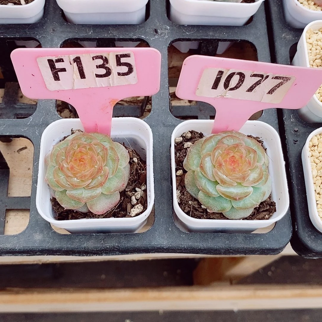 ک*镜中月4cm两颗多肉