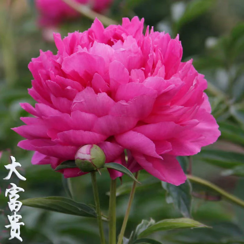 【大富贵】芍药裸根 庭院花卉
