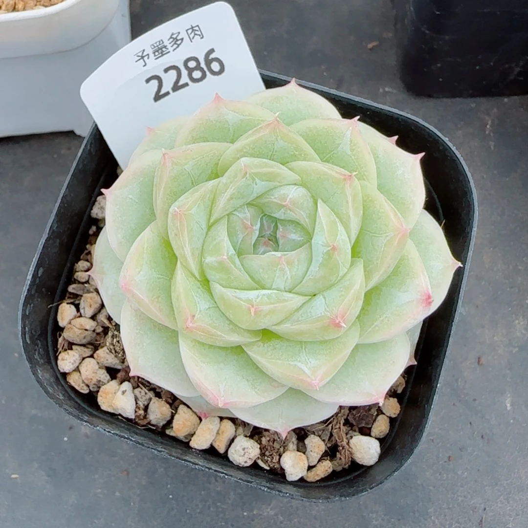白体，2286多肉植物
