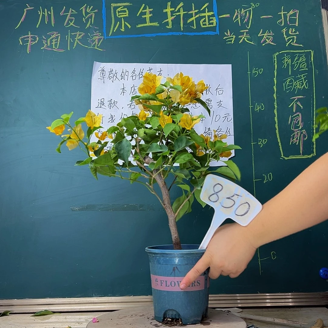 当前无花栽培后可以开花柠檬黄850