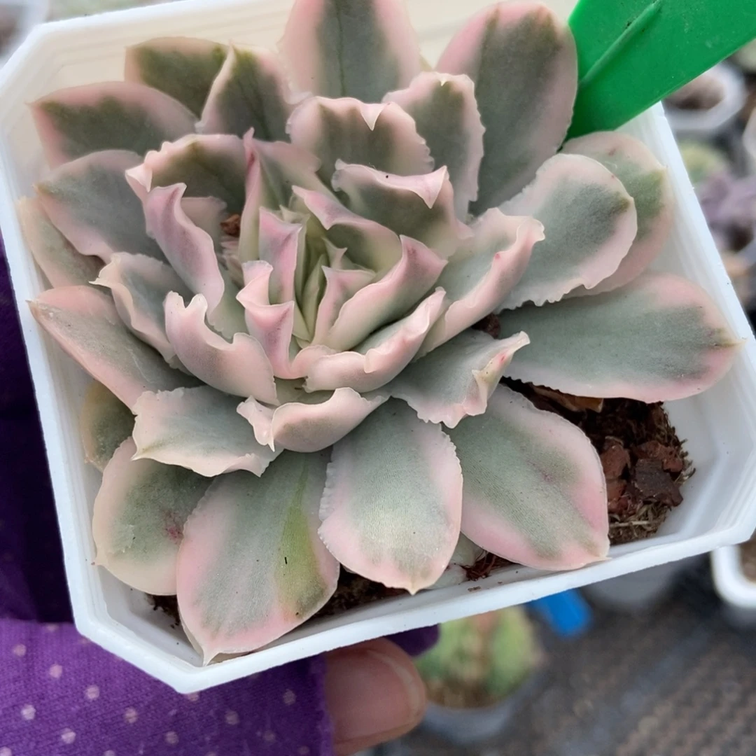 865紫蝴蝶锦多肉植物