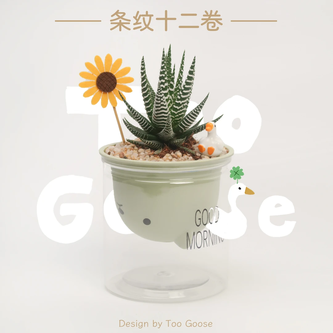 【呆鹅家-条纹十二卷】鹰爪芦荟室内耐旱好养多肉植物桌面绿植盆栽