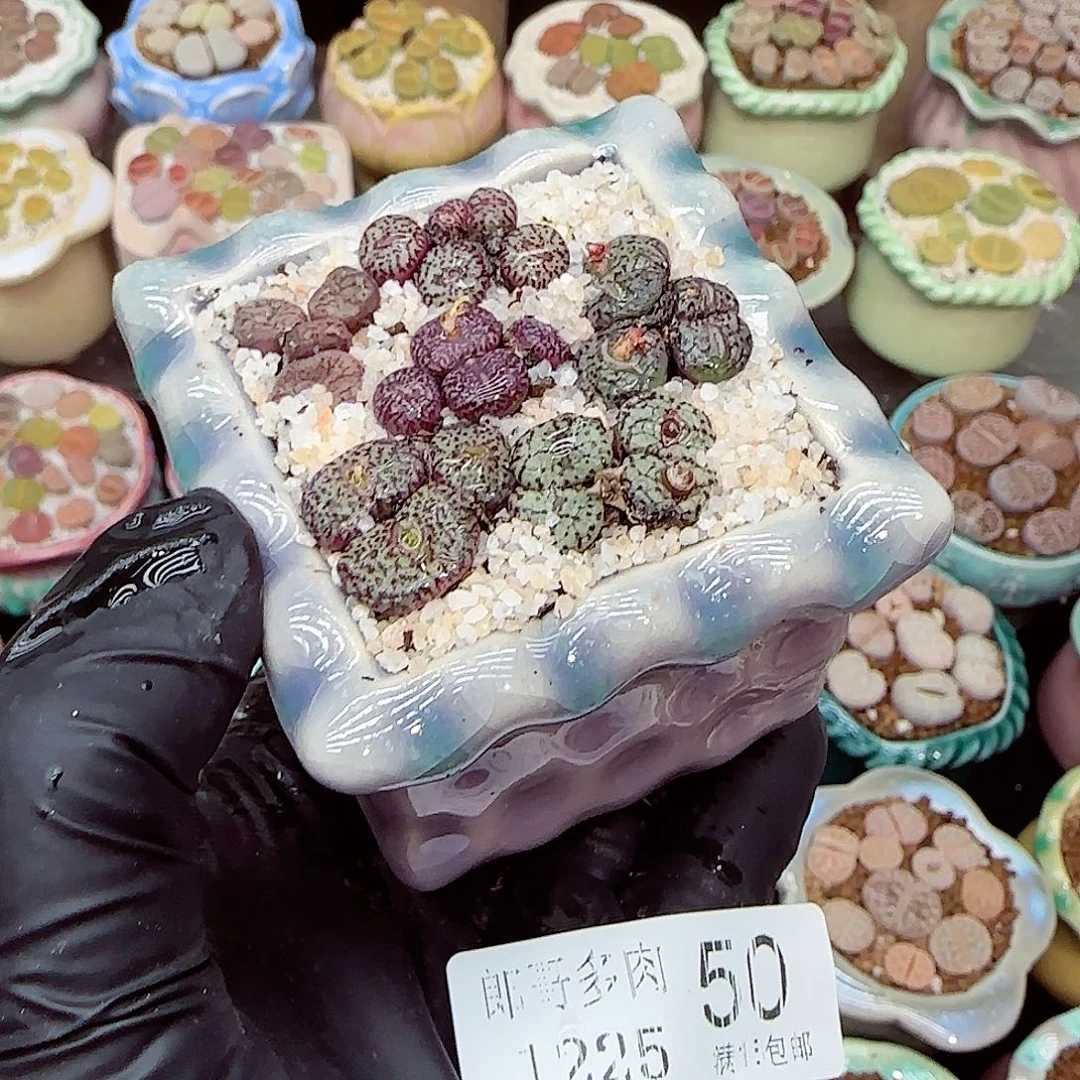 生石花满18包邮1225-50