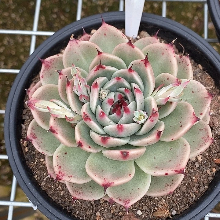 333—————直播福利