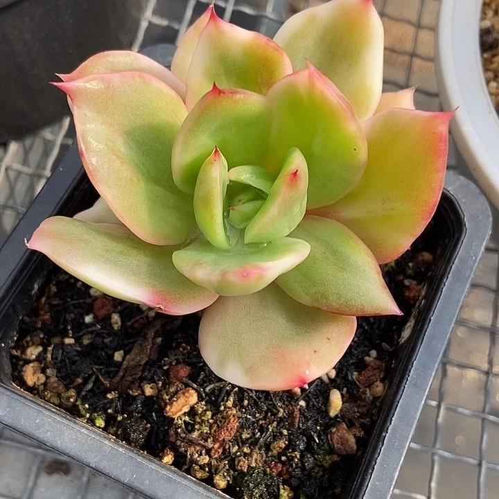 翠花锦多肉植物的