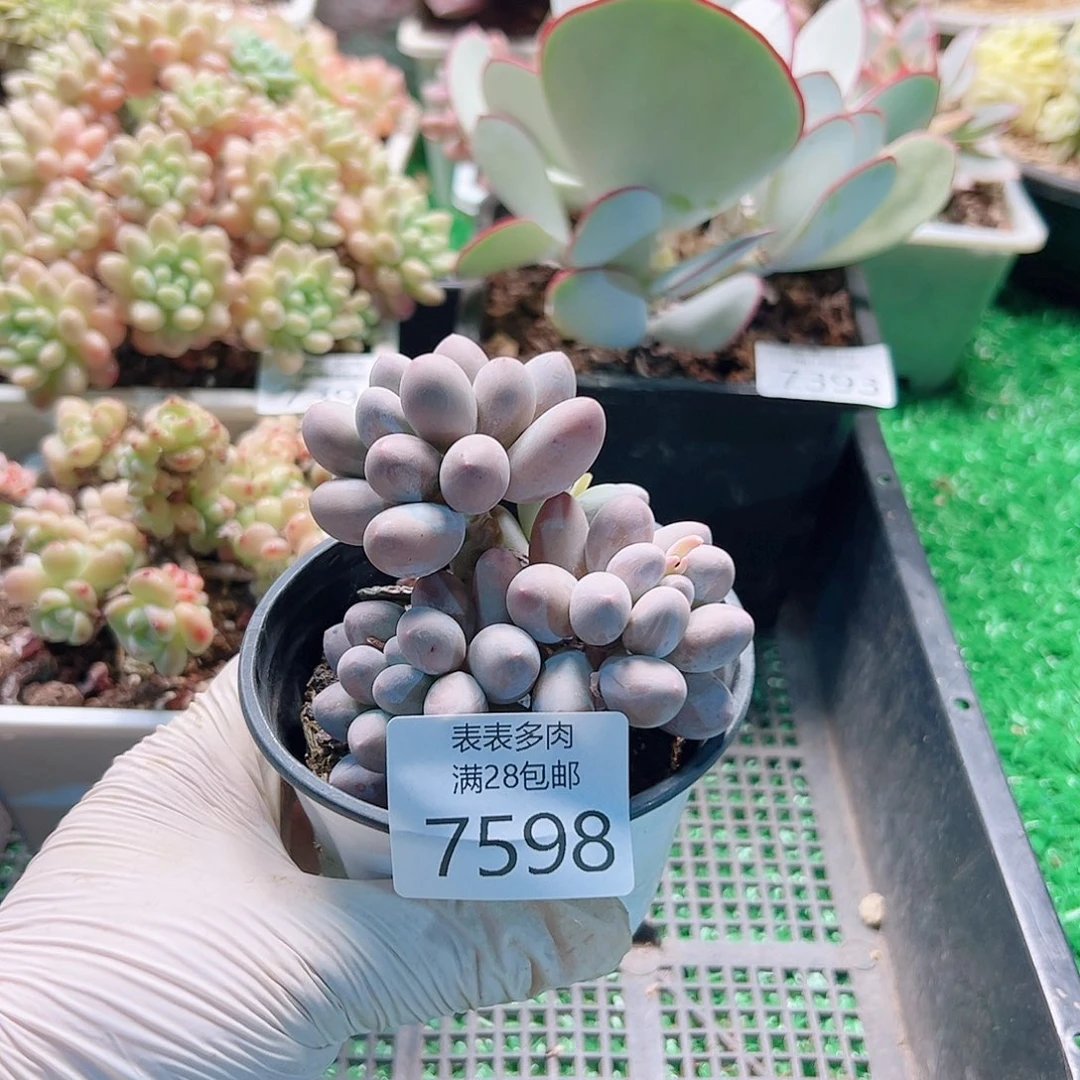 无花朵茶*?多肉一物一拍7598