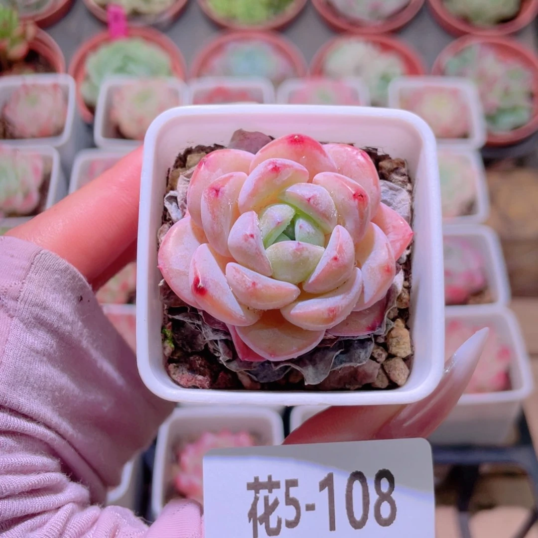花利美5-108白纱