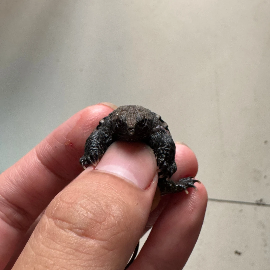 暴刺纯种佛鳄龟苗