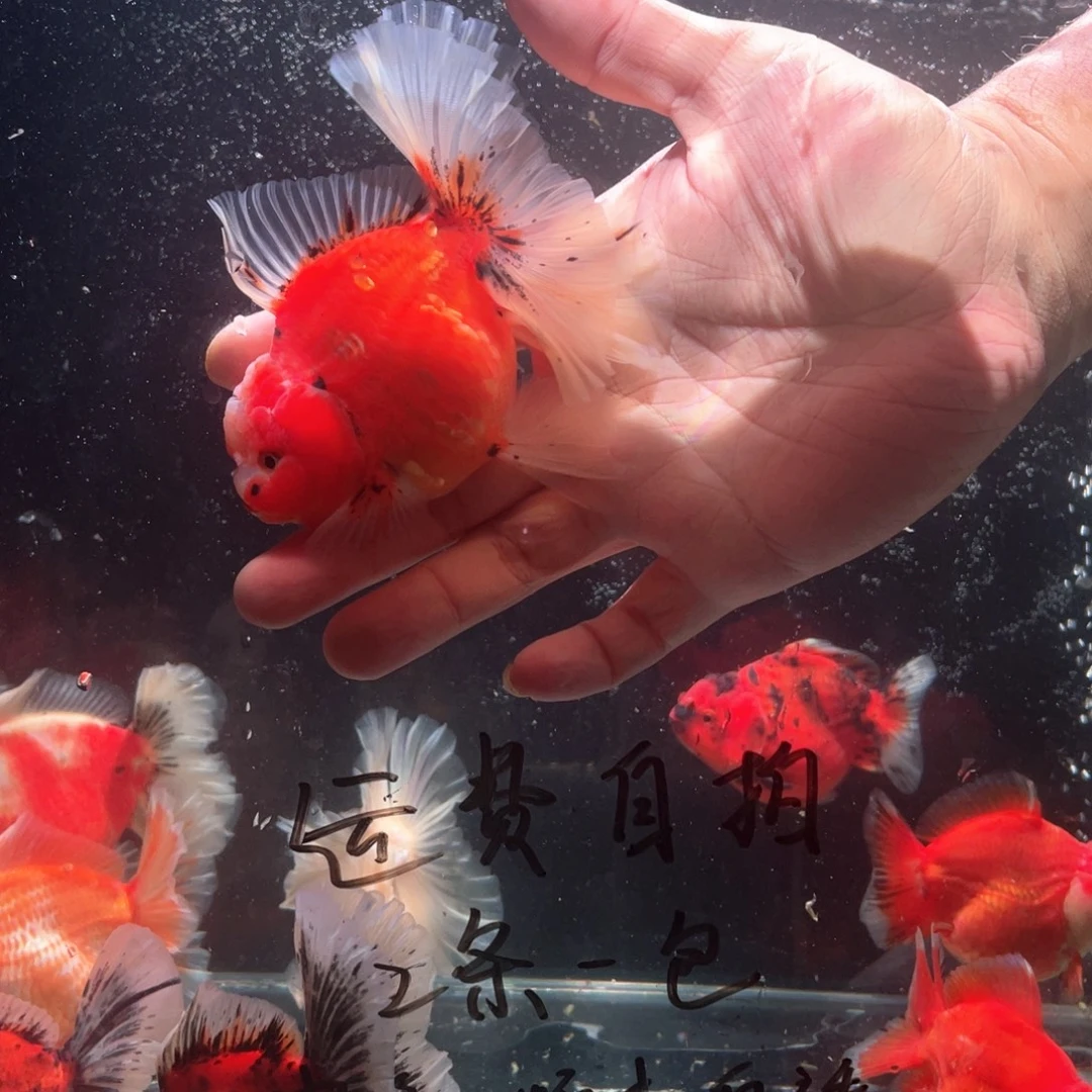 金鱼百褶泰式金鱼40号