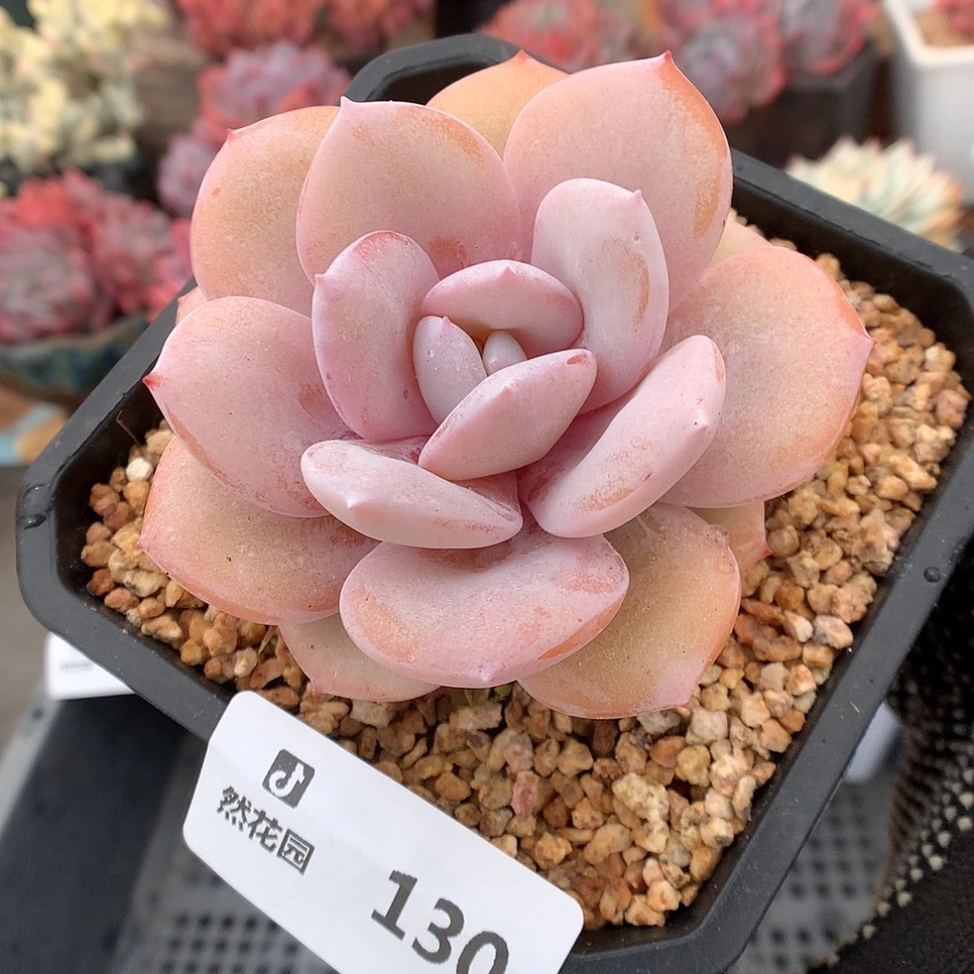 130奶茶多肉植物66666