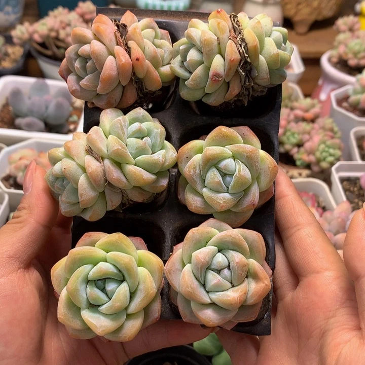 精控白底冰玉单双组合