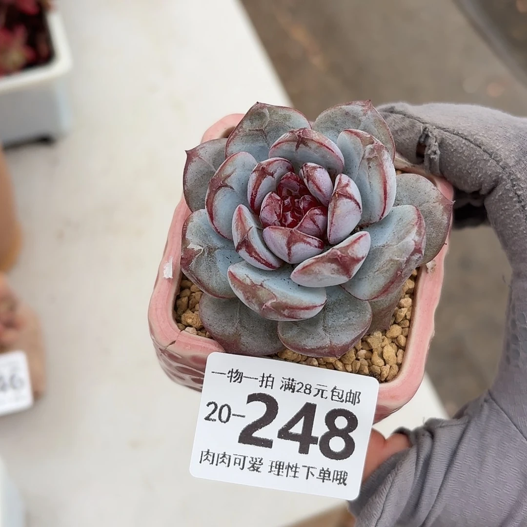 猩红之月无盆土发货