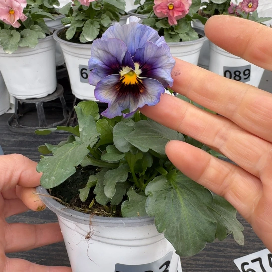 全部花朵723号月光