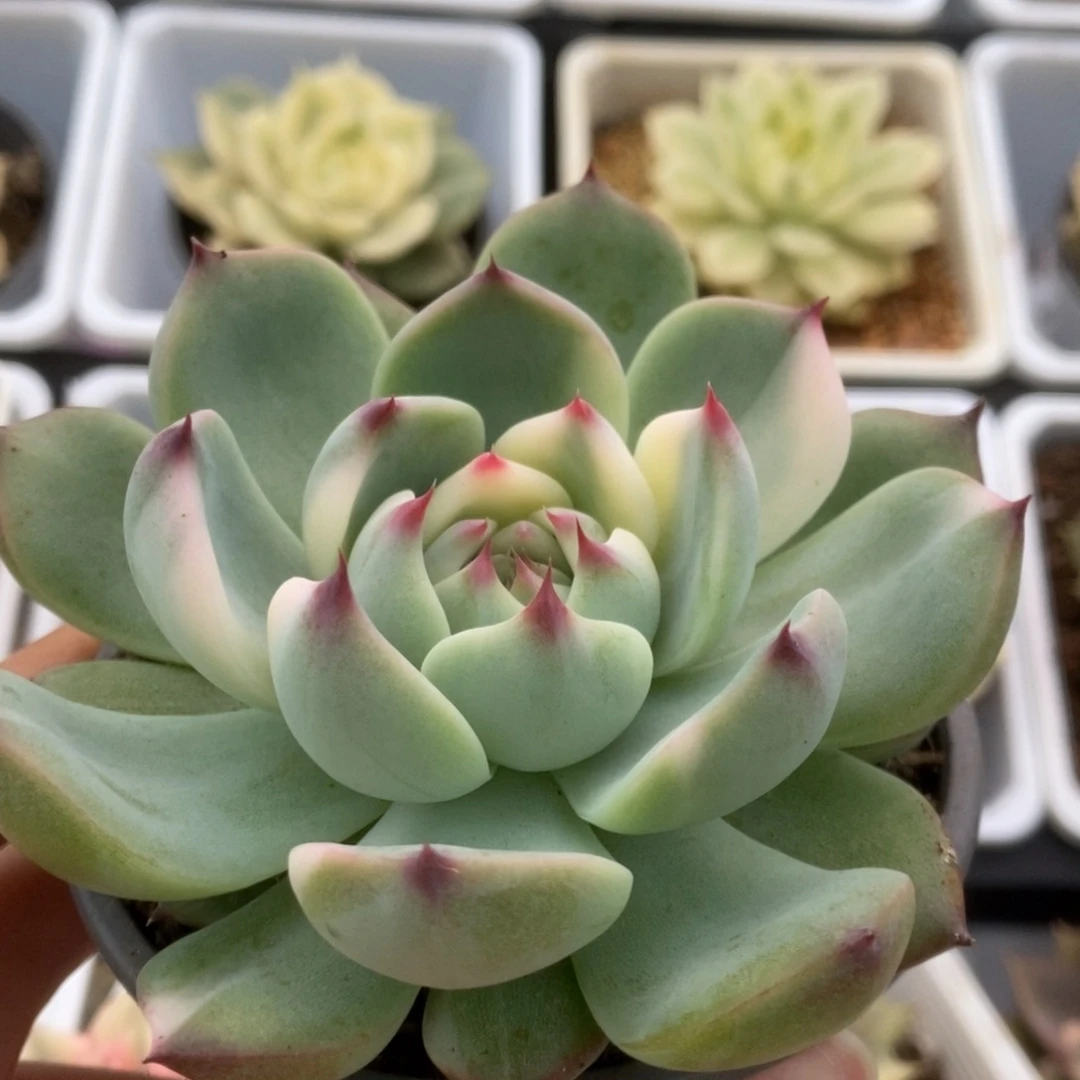 362锦锦锦锦锦锦锦锦