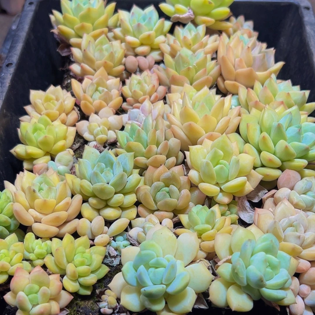 252多肉的小龙虾和小龙虾都是很