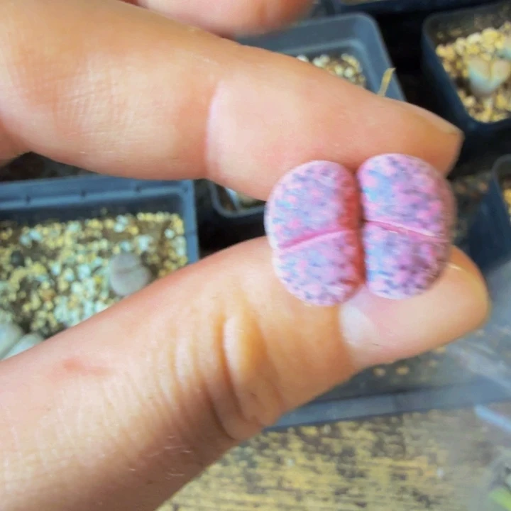 萍*儿多肉植物的生长发育29