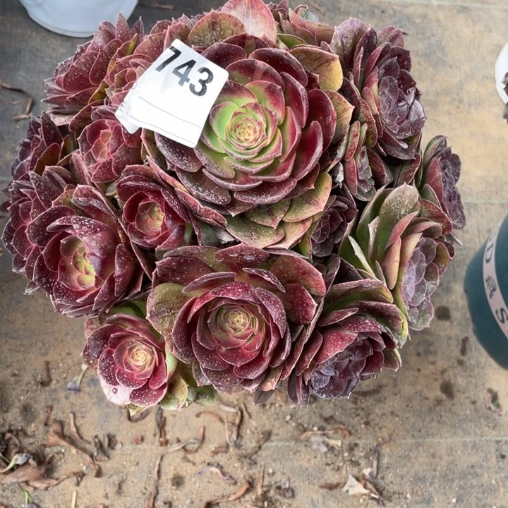 多肉万圣节变异743