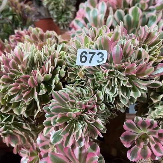 龙***头多肉植物一个女巫673