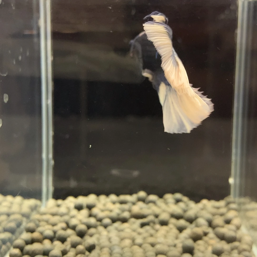 海水鱼七弟泰国斗鱼25