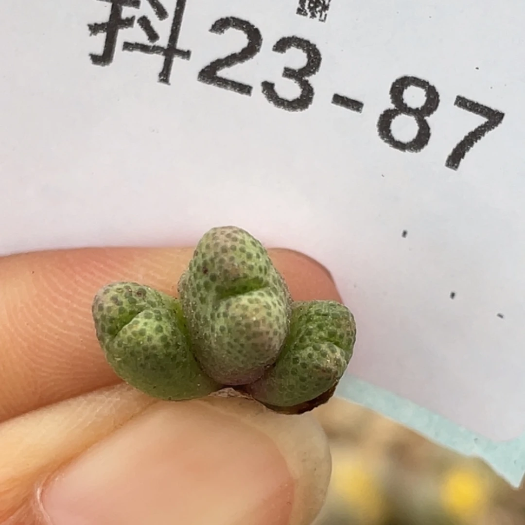 23-87斑马955d多肉植物
