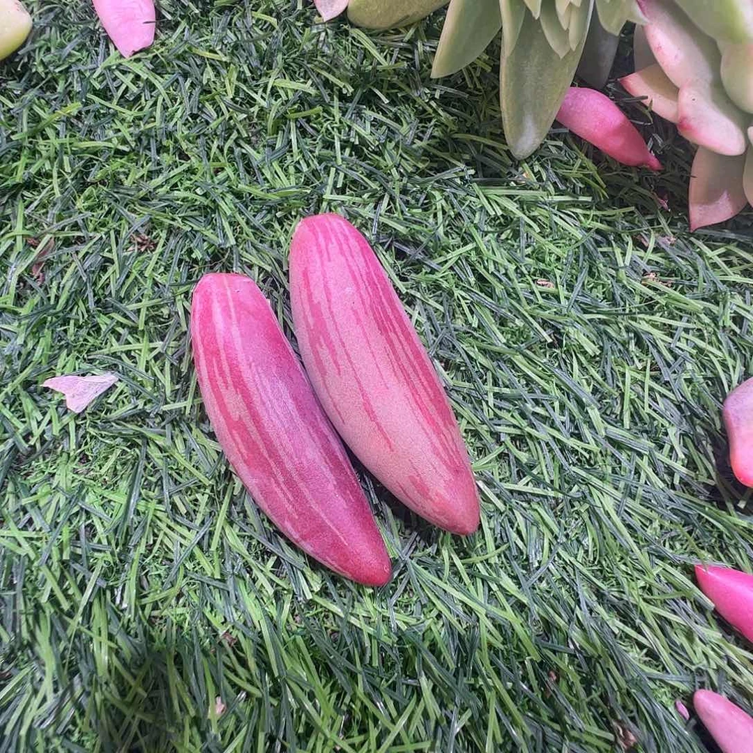 简***特多肉植物多肉植物