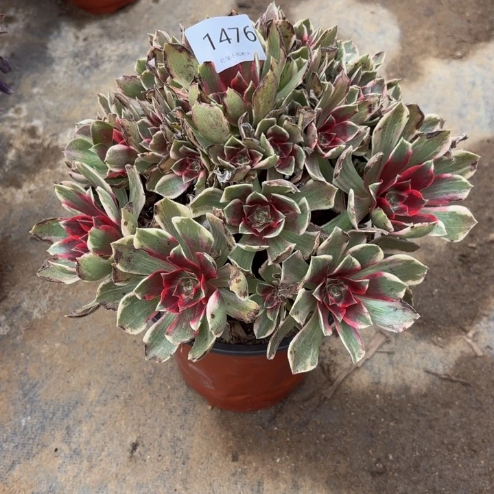 浣纱多肉处理不包断头1476