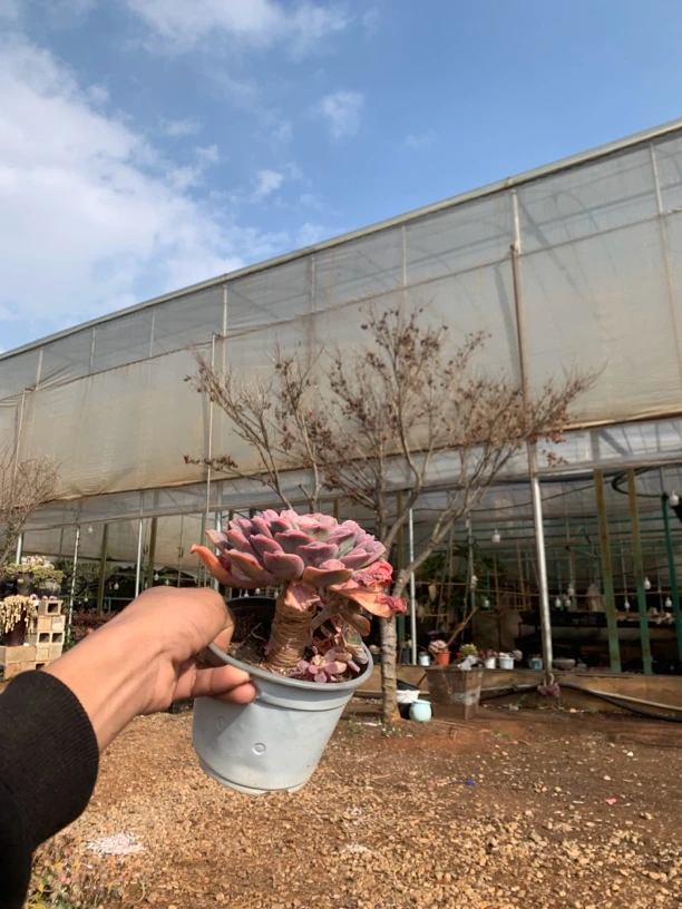 雨滴精品多肉植物