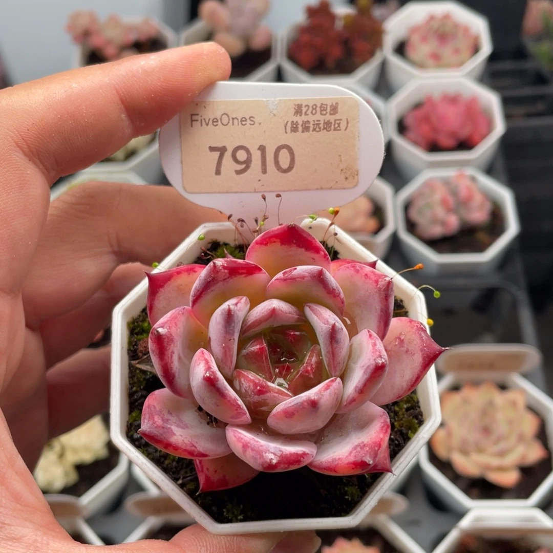 拉糖7910-6.0厘米