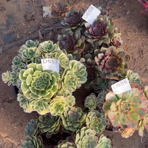 多肉植物迈巴赫玉姿四个