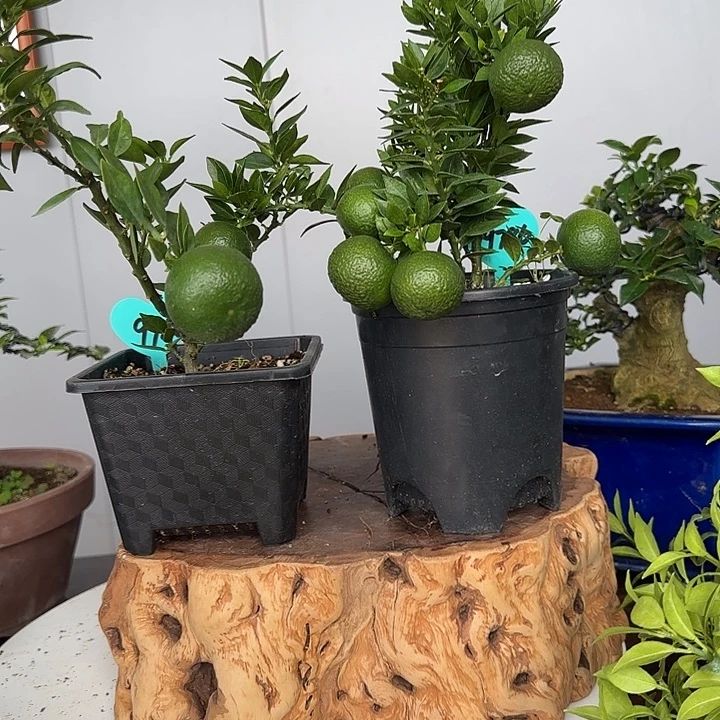 珍***惜直播间八房柑一物一拍