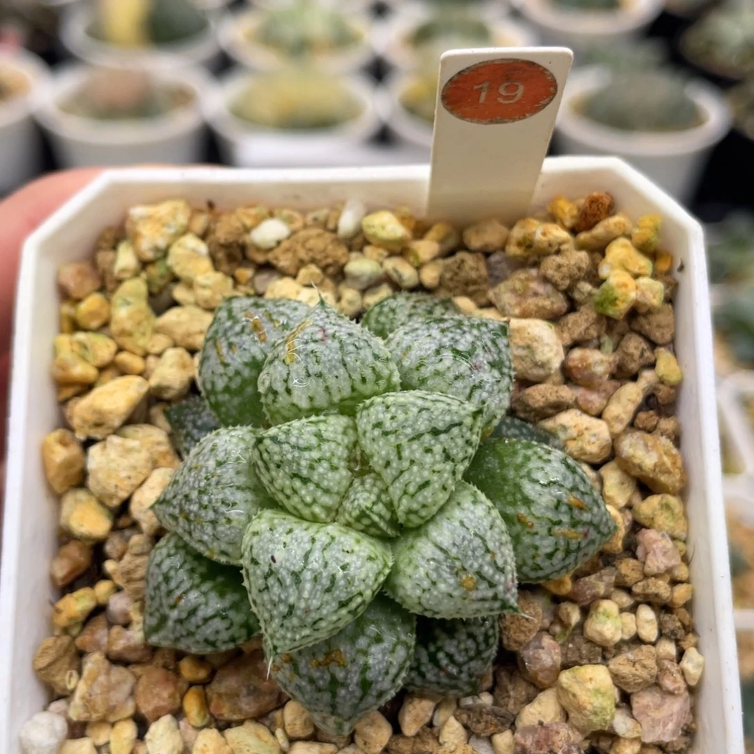 19 白银x美吉1111111