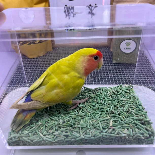 牡丹鹦鹉-独立精品苹果绿美桂公F7779