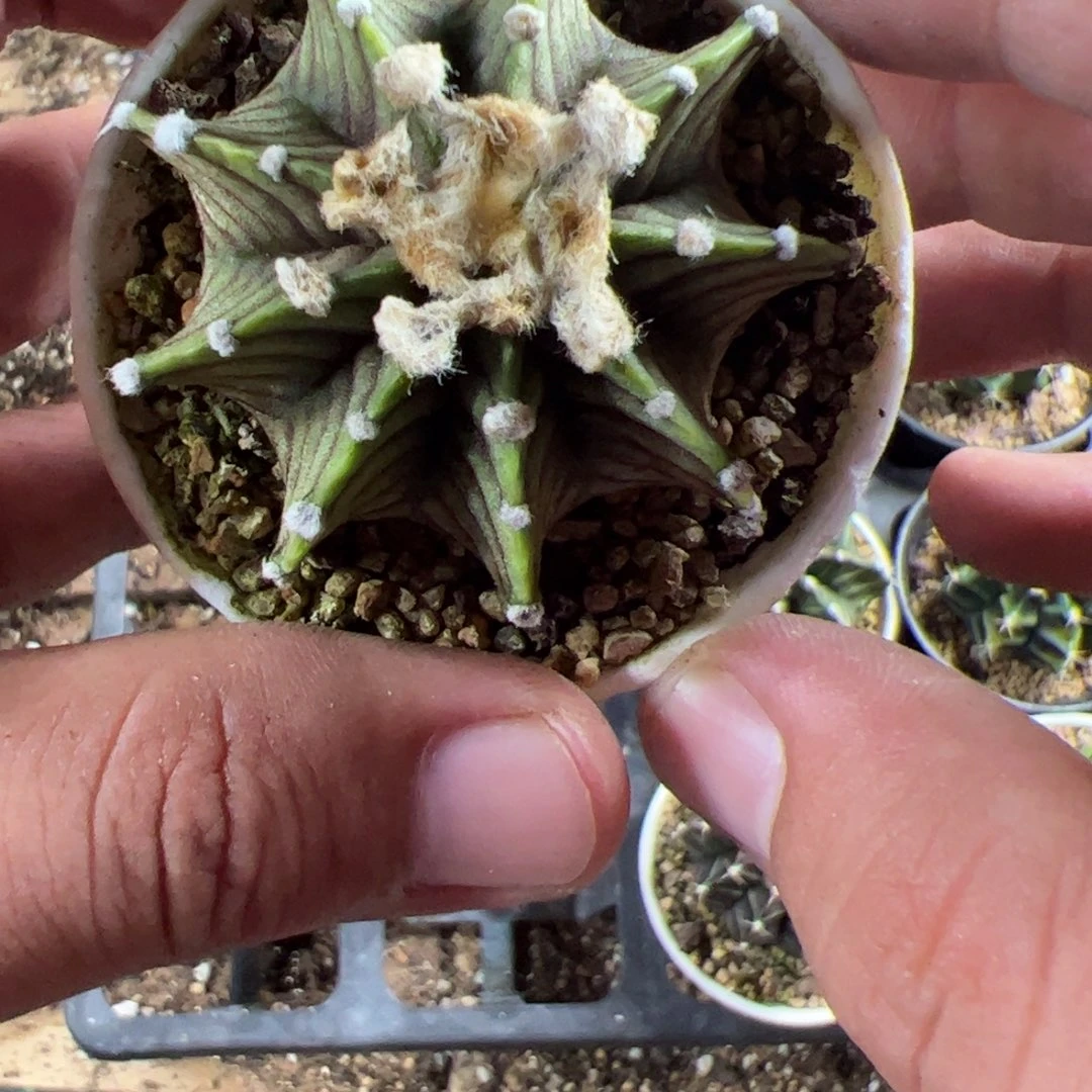 当前无花栽培后可以开花193