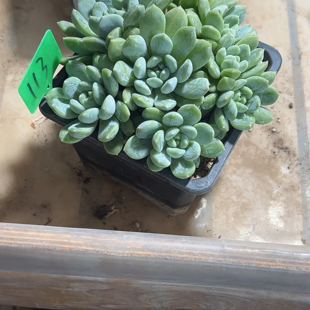 江***s百达翡翠捧花多肉植物
