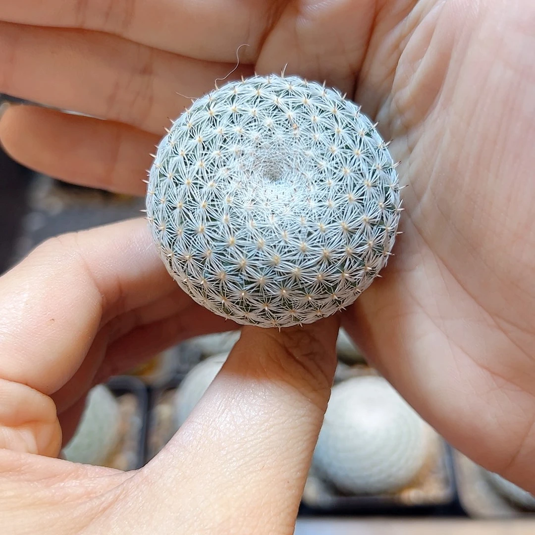 实生恋山彦3.8公分