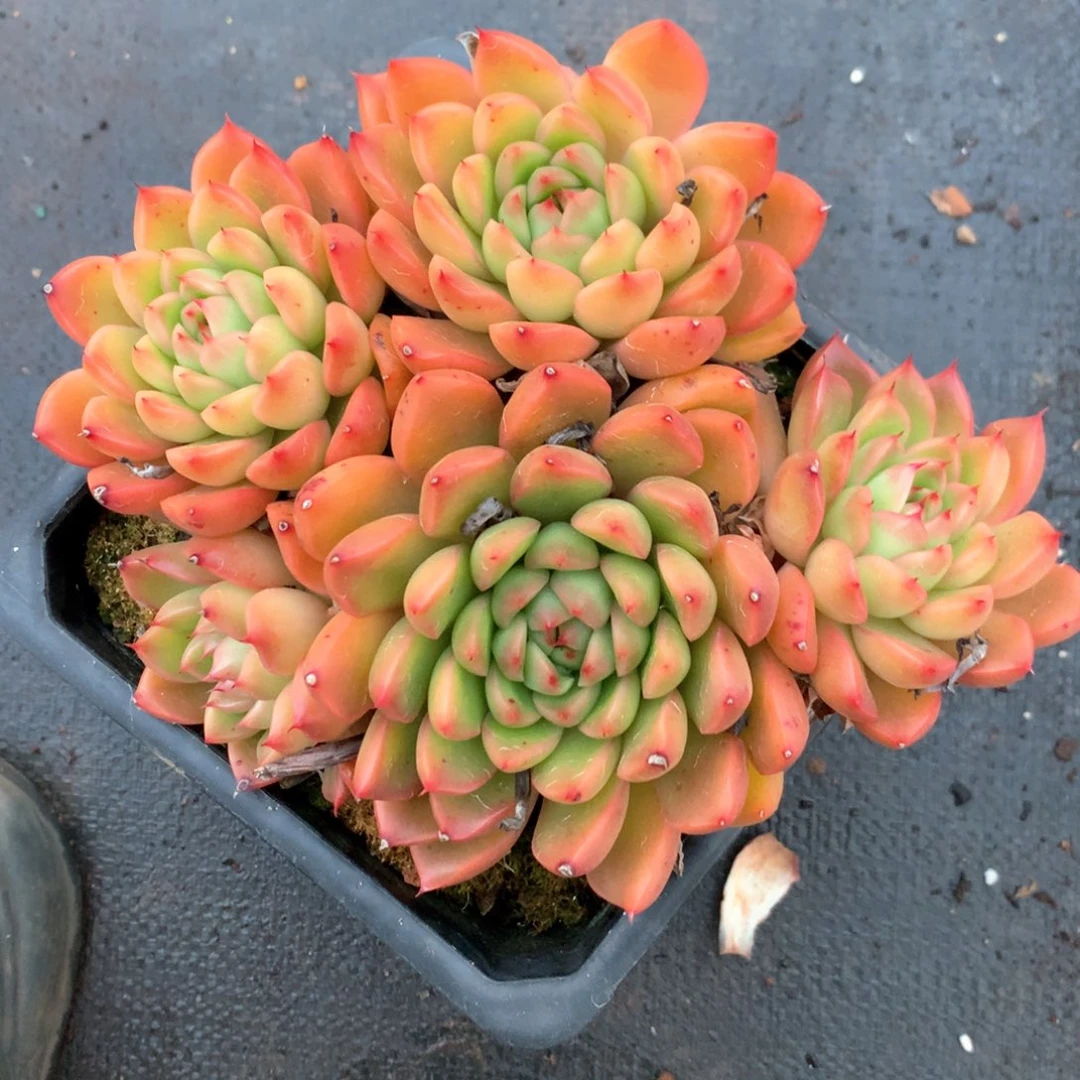 5348杂交多肉植物