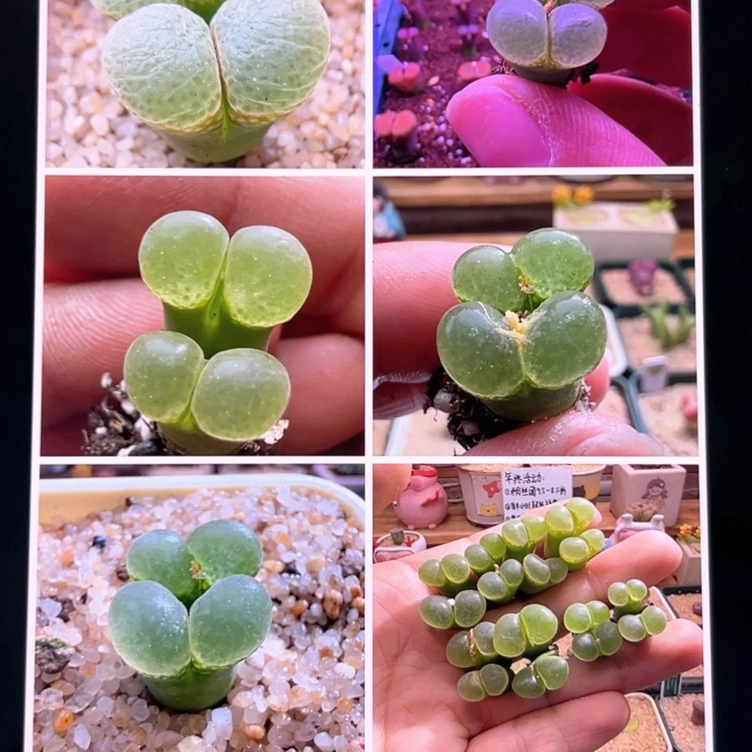 1453.9樱花风铃 双头