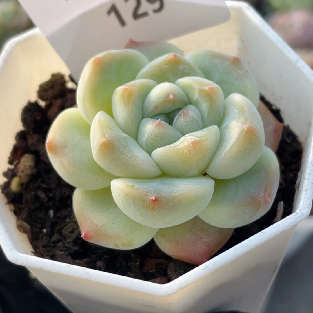 129号糖心冰心珍妮