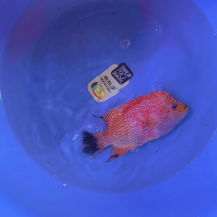 罗汉鱼啊啊啊啊啊啊啊啊啊