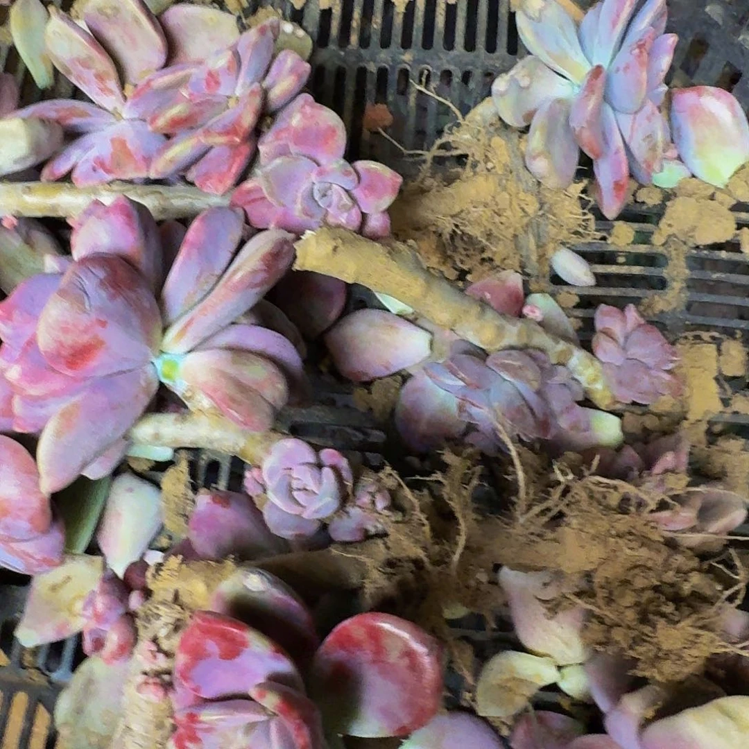 多肉断枝 不包损 不售后