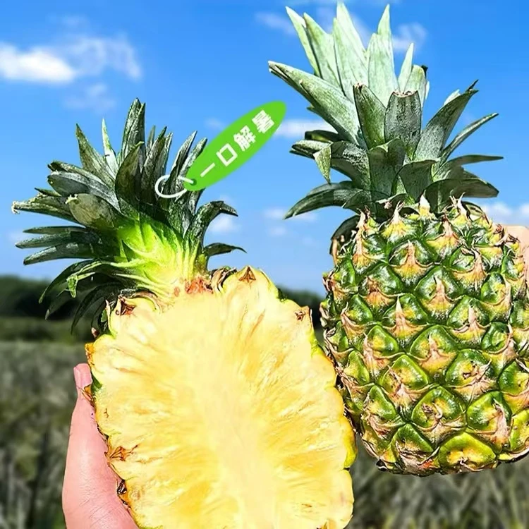 海南凤梨海南青蜜3颗装甜嫩多汁当季新鲜采摘水果包邮