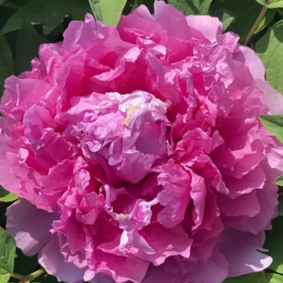 菏泽牡丹 富贵满堂 山东菏泽基地直发