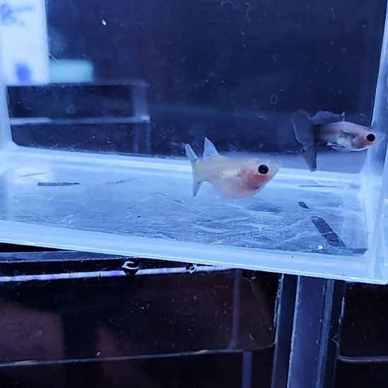 孔雀鱼9蓝礼服玻璃猫一对