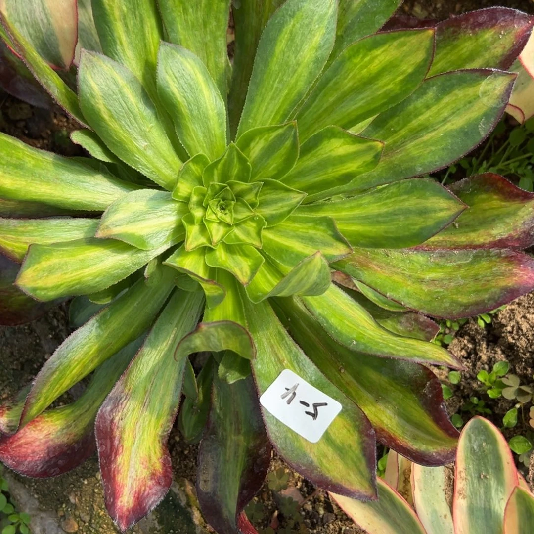 4魅影七彩多肉植物山东