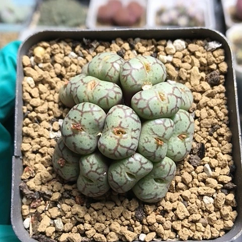 多肉肉锥 16头青姬