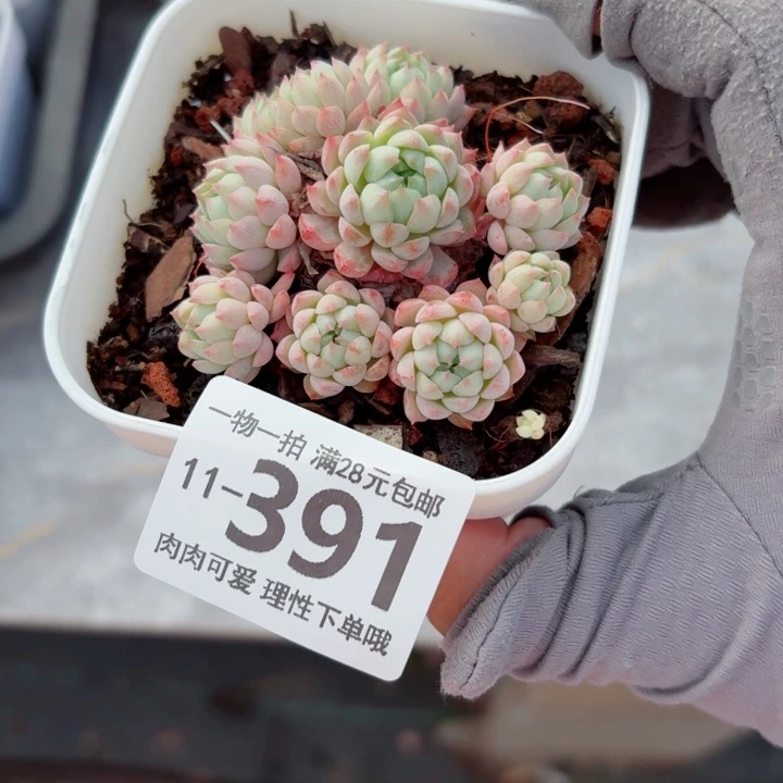 小粉梅多肉无盆土发货无