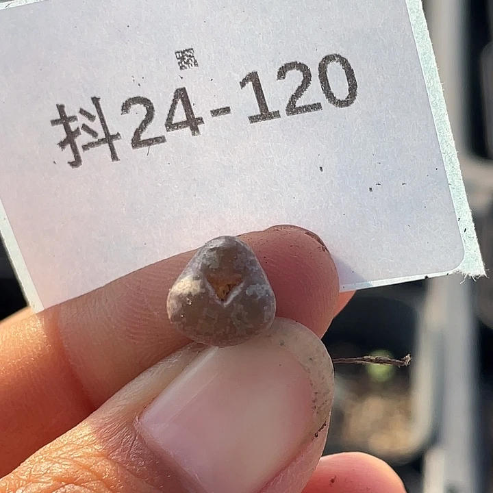 24-120勋章奔多肉植物