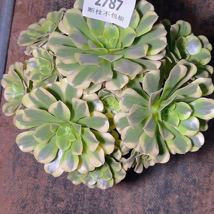 2787绿豆沙多肉植物