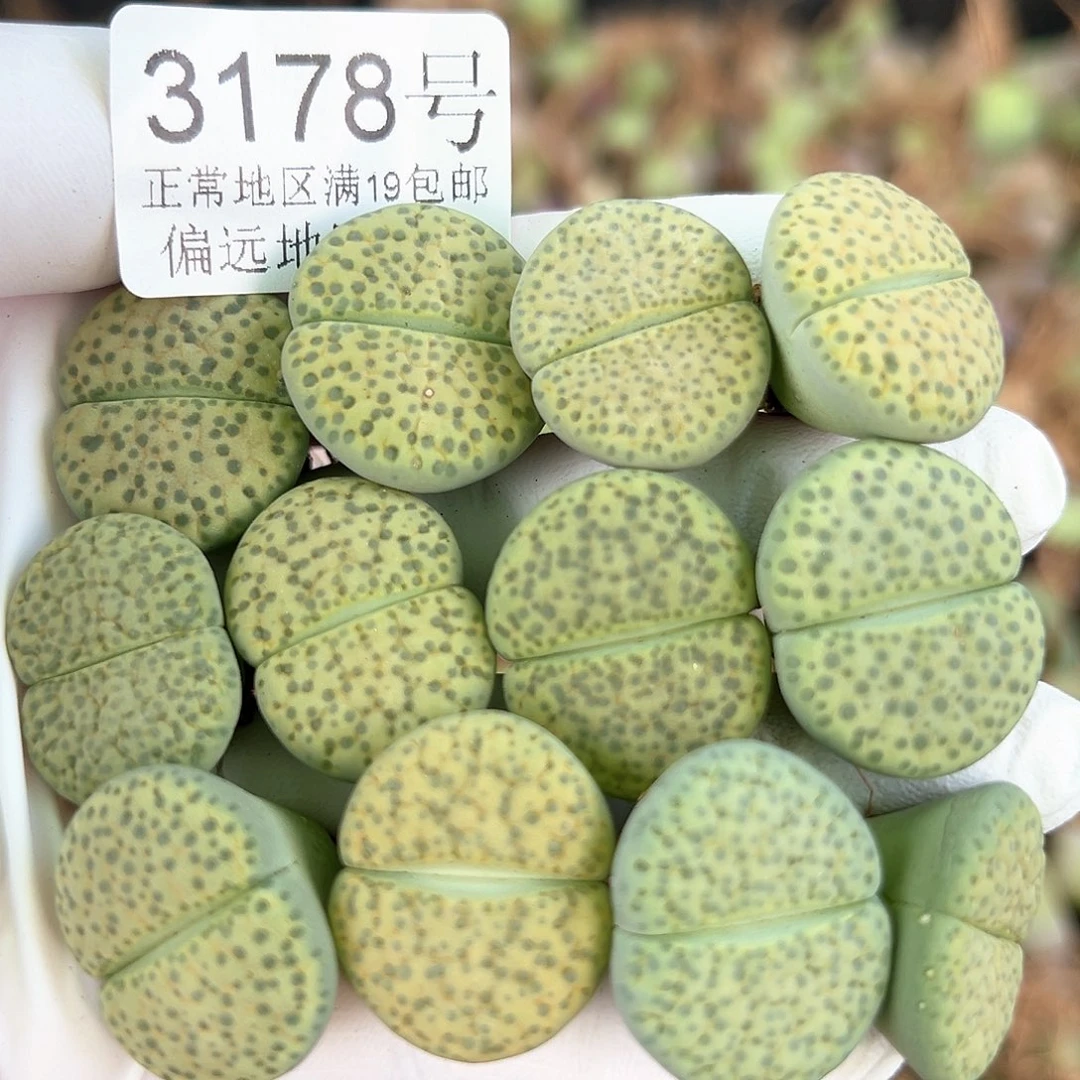 3178 好养易活生石花大母本12个