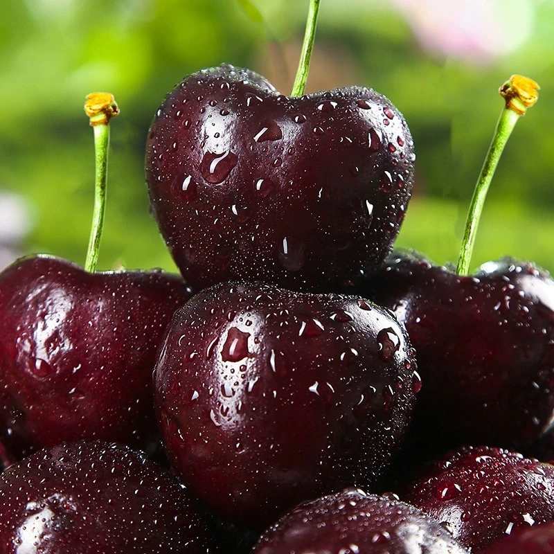 【新疆次日达】陕西美早大樱桃整箱包邮现采现发 直径 22-26mm左右  脆甜现摘现发2000g J新鲜水果美早陕西省